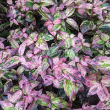 LEUCOTHOE 'PAISLEY PUP' 3G