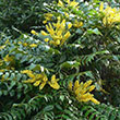 MAHONIA X MEDIA 'UNDERWAY' 3G