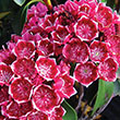KALMIA LAT 'KEEPSAKE' 3G