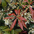 PIERIS JAP 'SCARLET O'HARA' 3G