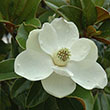 MAGNOLIA GR 'BRCKNS BRWN' 25G