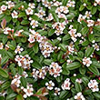 COTONEASTER 'CORAL BEAUTY' 2G