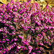 CALLUNA 'VULGARIS' ASST 1G