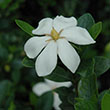 GARDENIA 'KLEIM'S HARDY' 3G