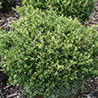 BUXUS INS 'FRANKLIN'S GEM' 3G