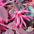ABELIA 'PINK PONG' 3G