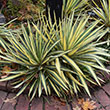 YUCCA FIL 'COLOR GUARD' 3G