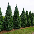 BUXUS SEMP 'DEE RUNK' 42-48''