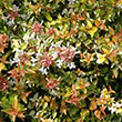 ABELIA 'KALEIDOSCOPE' 3G
