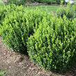 BUXUS MIC 'SPRINTER' 3G
