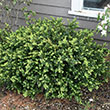BUXUS MIC 'GREEN BEAUTY' 3G