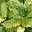 AUCUBA JAP 'GOLD DUST' 7G