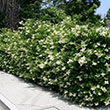 LIGUSTRUM 'DAVIDSON HARDY' 7G