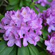RHODO 'PURPUREUM ELEGANS' 10G