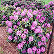 RHODO 'ROSEUM ELEGANS' 3G
