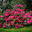 RHODO 'NOVA ZEMBLA' 3G