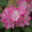 RHODO 'ENGLISH ROSEUM' 3G 15-18"