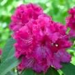 RHODO 'BESSE HOWELL' 3G