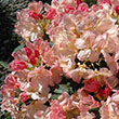RHODO 'PERCY WISEMAN' 3G