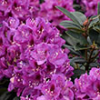 RHODO 'ANAH KRUSCHKE' 5G