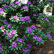 RHODO 'PURPLE PASSION' 3G