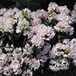 RHODO 'CAT ALBUM' 3G 15-18''