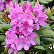 RHODO 'ROSEUM PINK' 5G