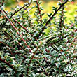 Cotoneaster 'northern Borders'