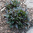 AJUGA 'CHOCOLATE CHIP' 24 CELL
