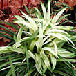 LIRIOPE M 'VARI' 4'' FLAT/18 CNT