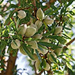 Prunus dulcis 'Primavera'