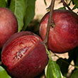 Prunus persica 'Arctic Glo'