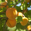 Peach 'harvester'