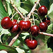 Prunus avium 'Blackgold'