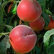 Prunus persica var. nucipersica 'Flavortop'