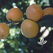 Prunus armeniaca 'Blenheim'