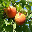 Prunus armeniaca 'Goldcot'