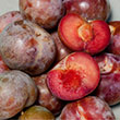 Prunus 'Flavor Supreme'