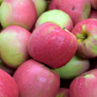 APPLE 'PINK LADY' 7G SEMIDWF
