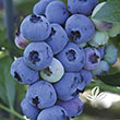 Blueberry 'berrybux' 2g