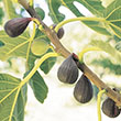 Ficus carica 'Violet de Bordeaux'