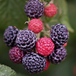 RASPBERRY 'JEWEL BLACK' 2G