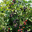 BLACKBERRY 'TRIPLE CROWN' 2G