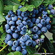 Blueberry 'premier' 3g