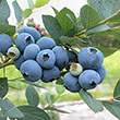 Blueberry 'sapphire Cascade'