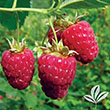RASPBERRY 'HERITAGE' 2G