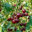 Prunus fruticosa x Prunus cerasus 'Carmine Jewel'