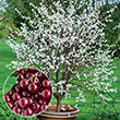 Prunus cerasus 'Romeo'