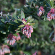 BLUEBERRY 'ROSA'S BLUSH' 3G