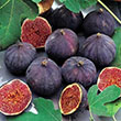 FIG 'BROWN TURKEY' 5G PATIO TREE